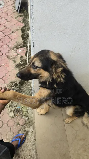 Performance German Shepherd Available for Stud Services.