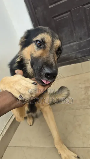 Performance German Shepherd Available for Stud Services.