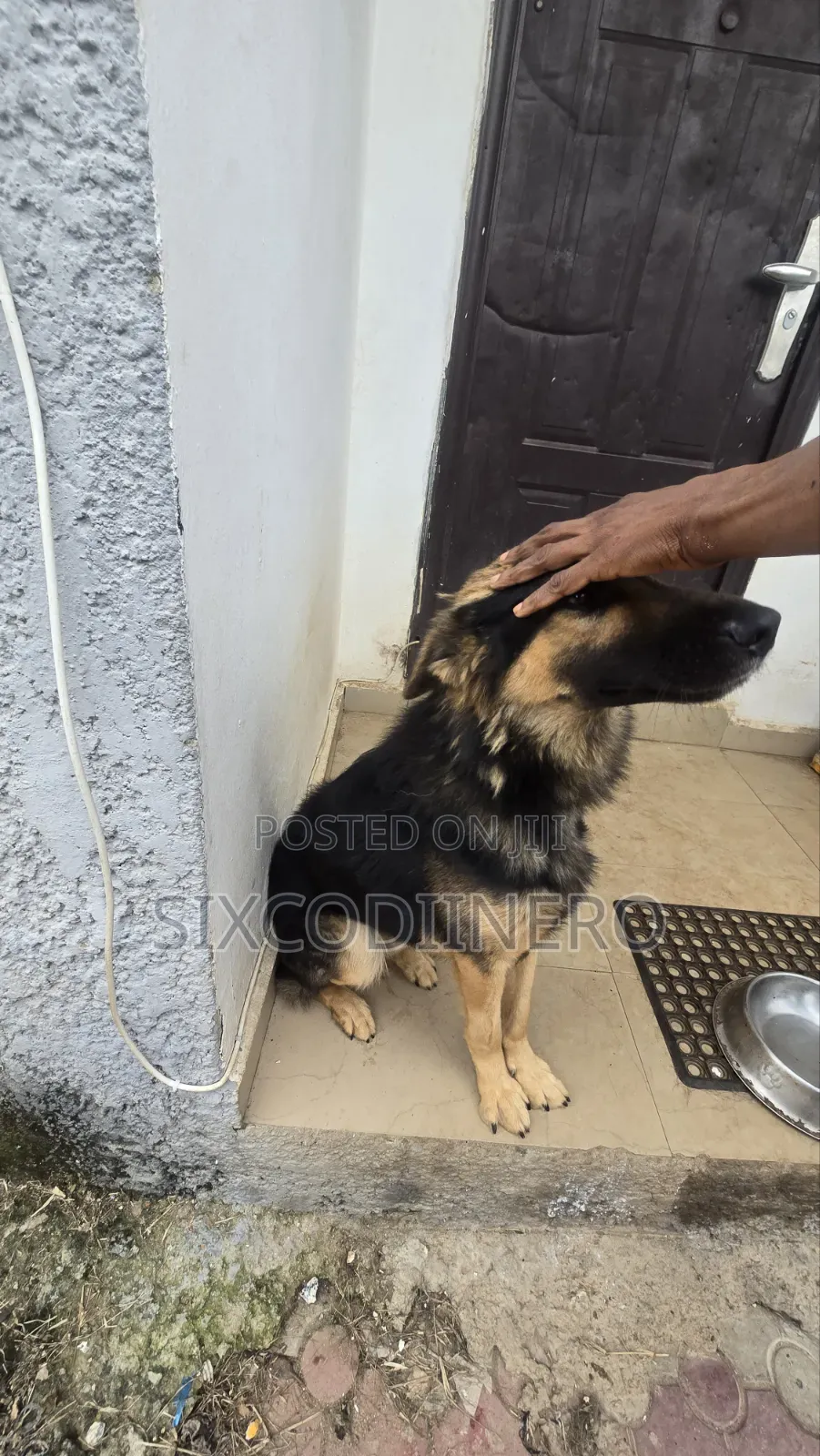Performance German Shepherd Available for Stud Services.