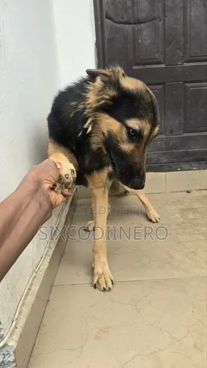 Performance German Shepherd Available for Stud Services.