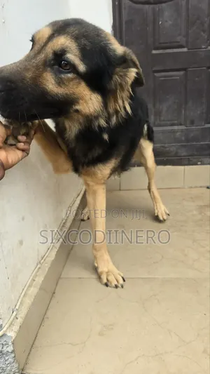 Performance German Shepherd Available for Stud Services.