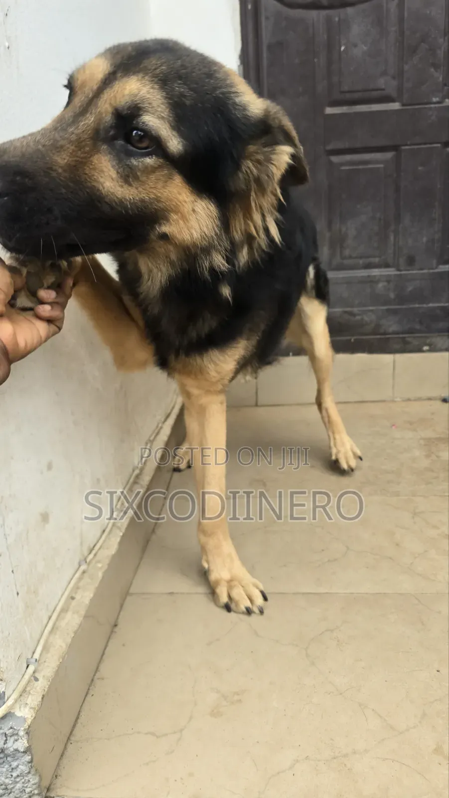 Performance German Shepherd Available for Stud Services.