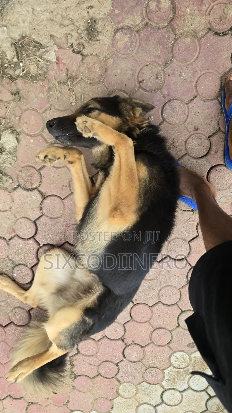 Performance German Shepherd Available for Stud Services.