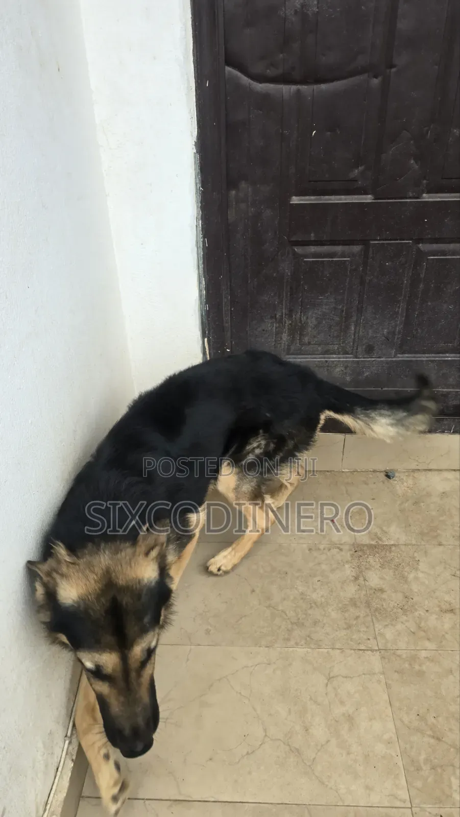 Performance German Shepherd Available for Stud Services.