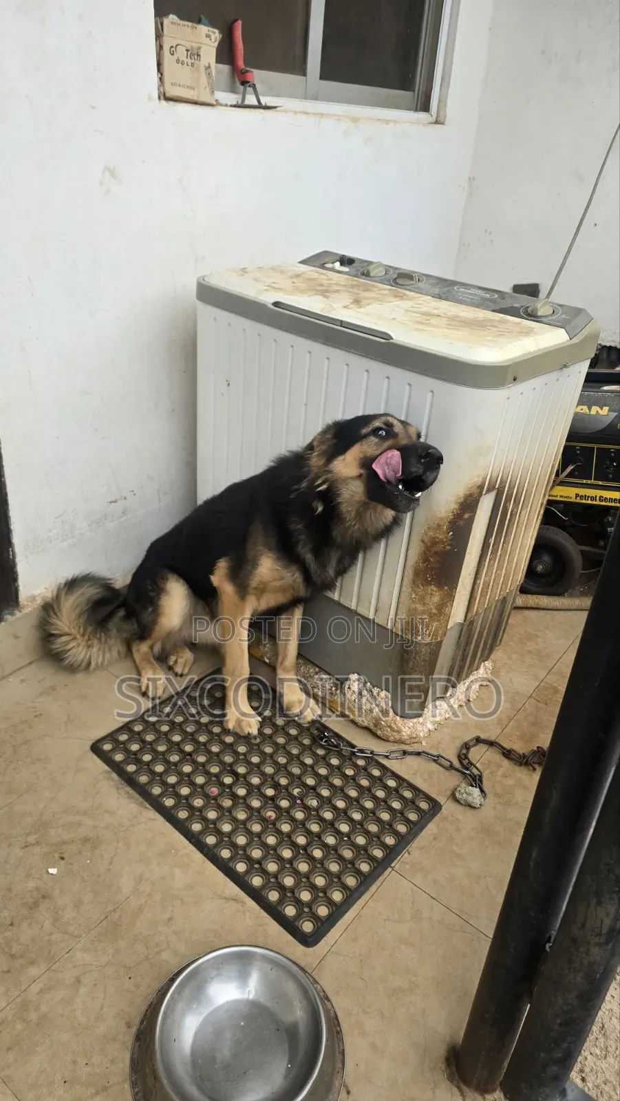 Performance German Shepherd Available for Stud Services.