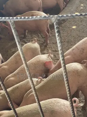 Tn Pigs; Weaners Available for Sale (Breeders Stock)