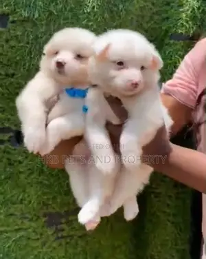 1-3 months Female Purebred American Eskimo
