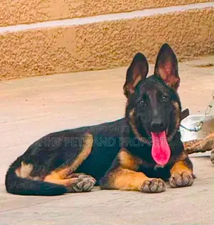 3-6 months Female Purebred German Shepherd
