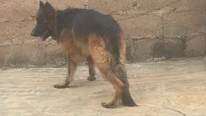 1+ year Male Purebred German Shepherd