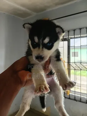 1-3 months Female Purebred Siberian Husky