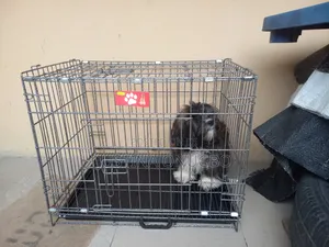 3-6 months Male Purebred Lhasa Apso