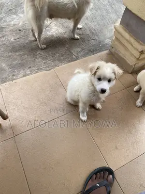 1-3 months Male Purebred American Eskimo