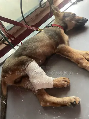 Vet in Itori Ewekoro