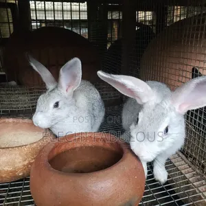 American Chinchilla Rabbit