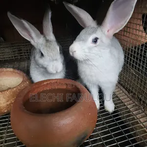 American Chinchilla Rabbit