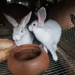 American Chinchilla Rabbit