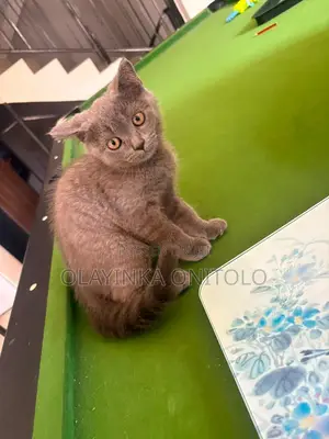 1-3 months Female Purebred British Shorthair