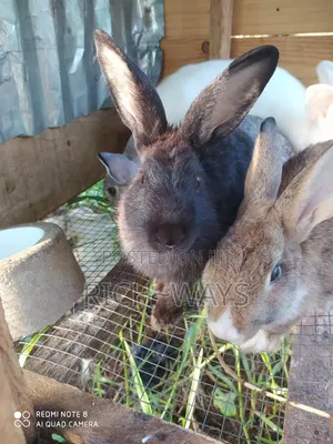 Enough Healthy Hyla Max, Chinchilla , Dutch, Rabbit Fast Growing Breed
