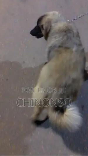3-6 months Female Purebred Caucasian Shepherd