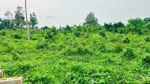 A Plot of Land
