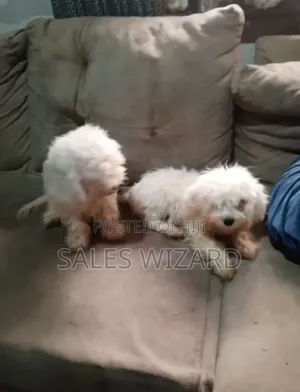 3-6 months Female Purebred Lhasa Apso