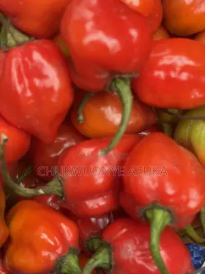 Habanero Pepper G