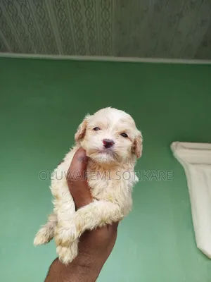 1-3 months Male Purebred Lhasa Apso