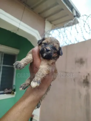 1-3 months Female Purebred Lhasa Apso