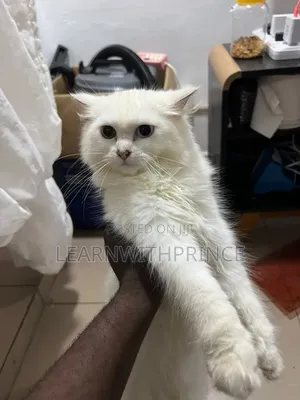 3-6 months Male Purebred Persian