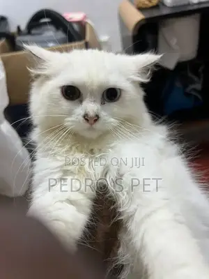 3-6 months Male Purebred Persian