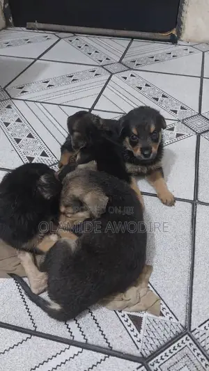 1-3 months Female Mixed Breed German Shepherd