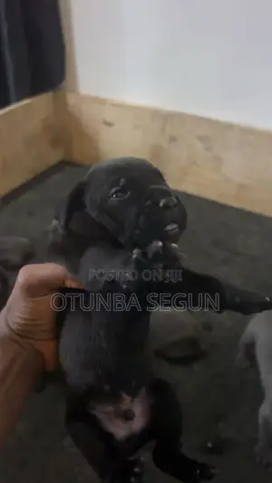 0-1 month Male Purebred Cane Corso