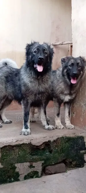 1+ year Female Purebred Caucasian Shepherd