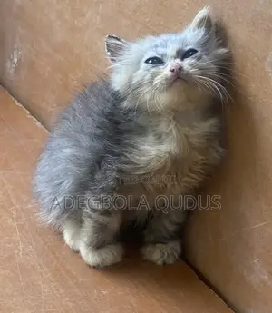 1-3 months Male Purebred Persian