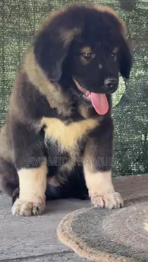 3-6 months Female Purebred Caucasian Shepherd