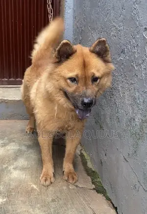 1+ year Female Purebred Chow Chow