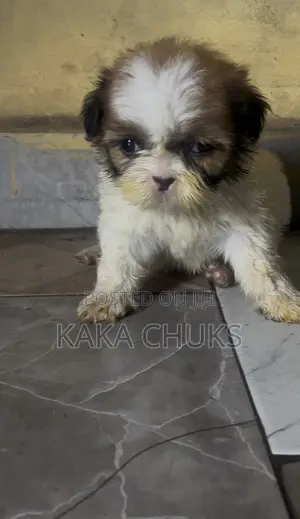 1-3 months Female Purebred Shih Tzu