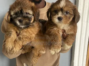 1-3 months Female Purebred Lhasa Apso