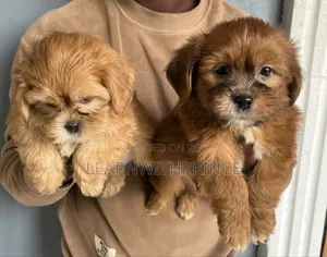 1-3 months Female Purebred Lhasa Apso