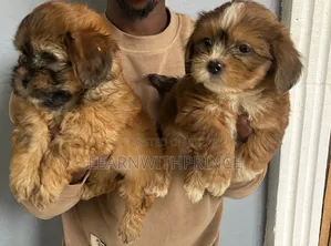 1-3 months Male Purebred Lhasa Apso