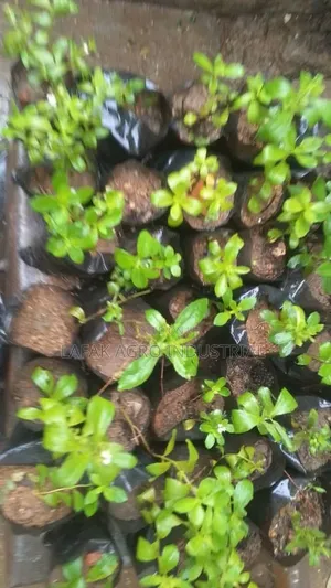 Stevial Plants