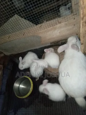 Joshrabbits for Sale