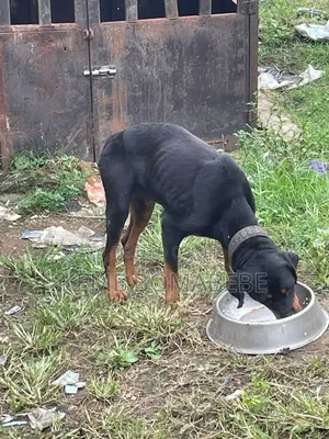 1+ year Female Purebred Rottweiler