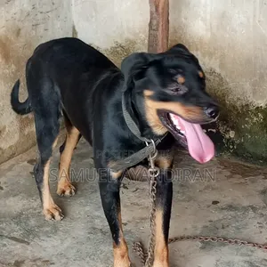 1+ year Male Purebred Rottweiler