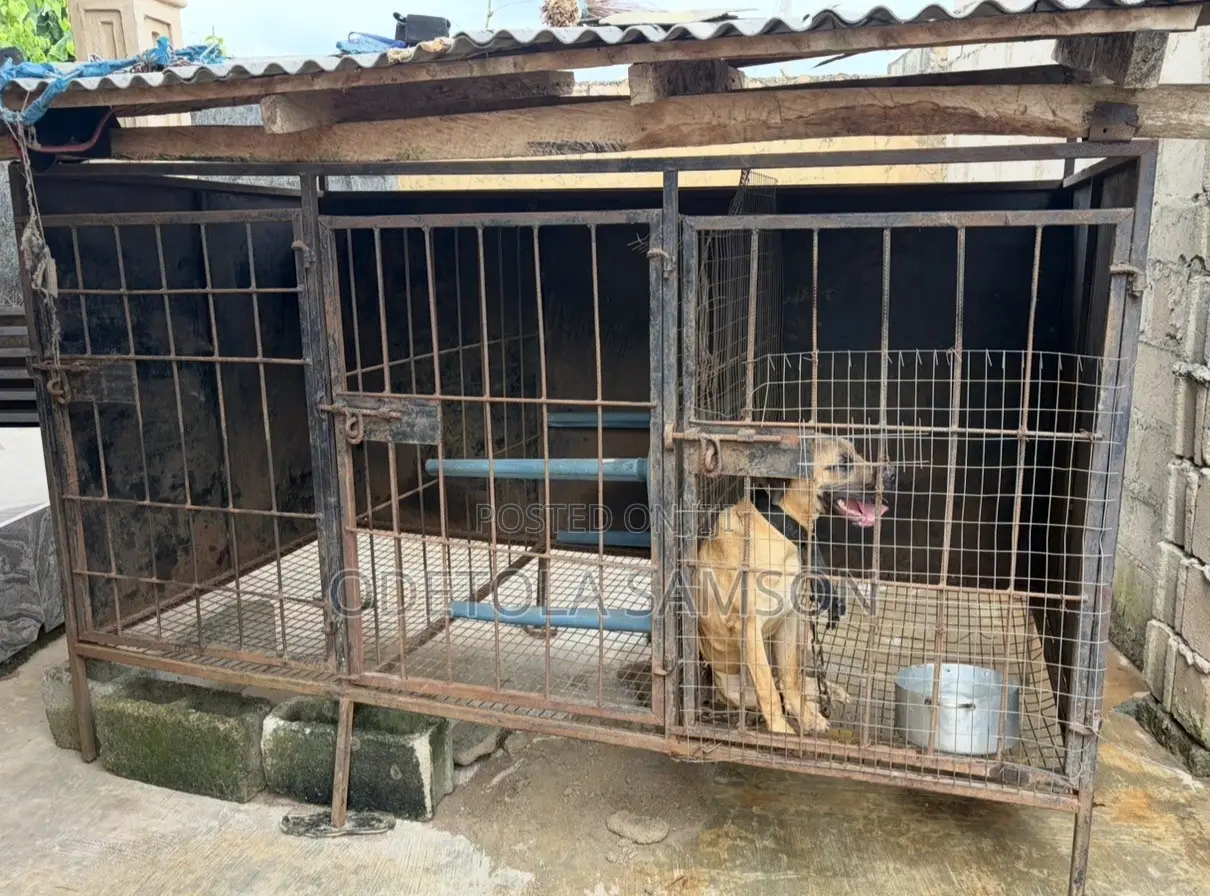Cage for Big Dog