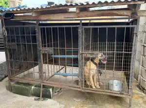 Cage for Big Dog