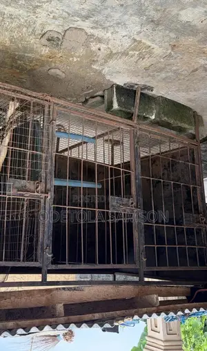 Cage for Big Dog