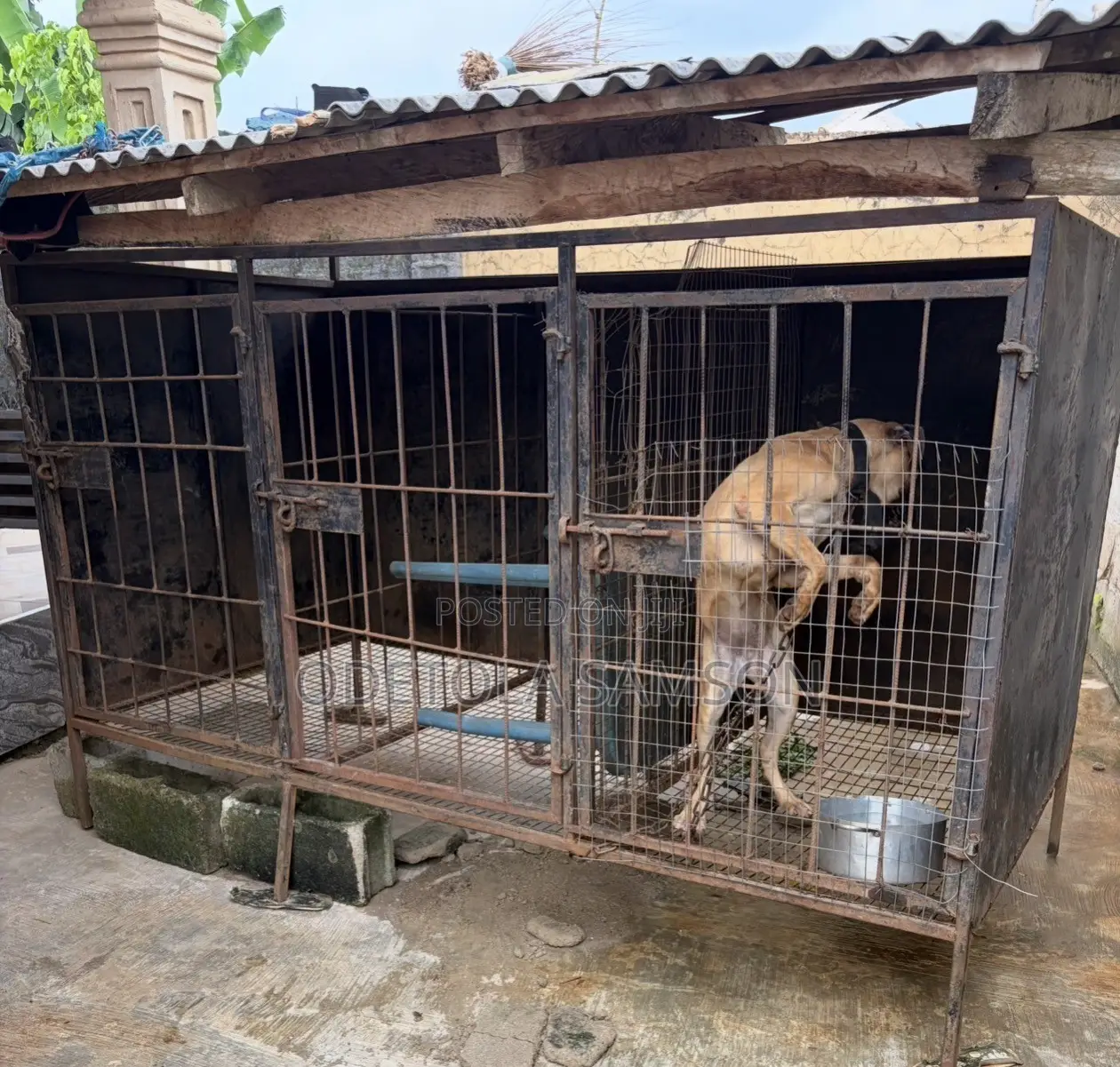 Cage for Big Dog
