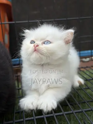 1-3 months Male Purebred Persian