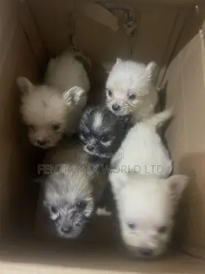 1-3 months Female Mixed Breed Lhasa Apso